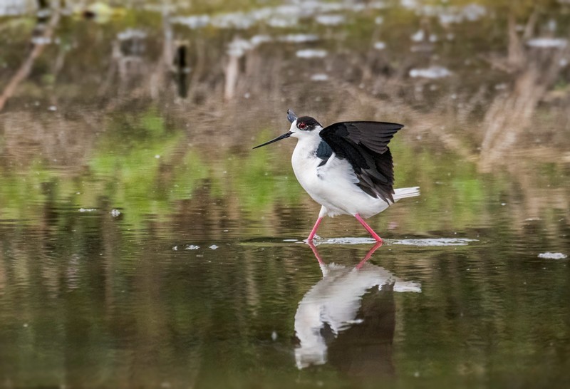 鸟中仙子---黑翅长脚鹬（三十七）