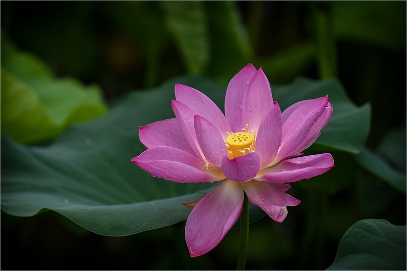 2026年第0488贴 -又是一年荷花开（0719）