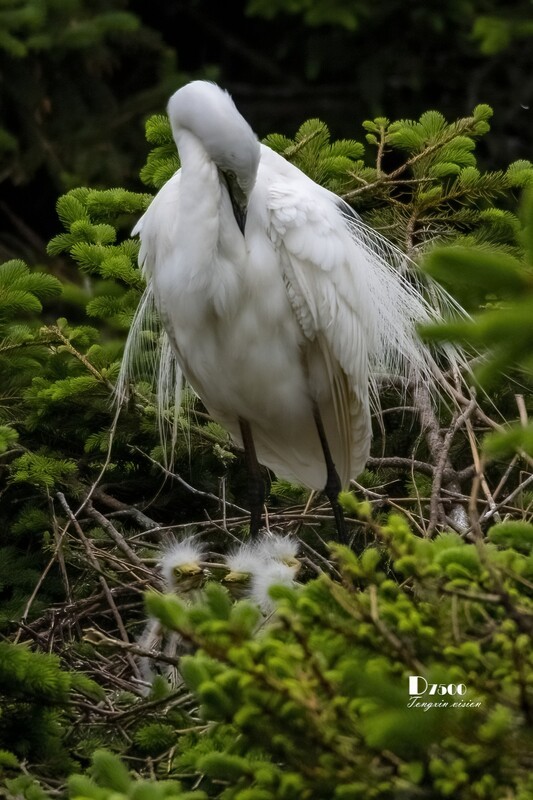 鹜岛里的白鹭（70）