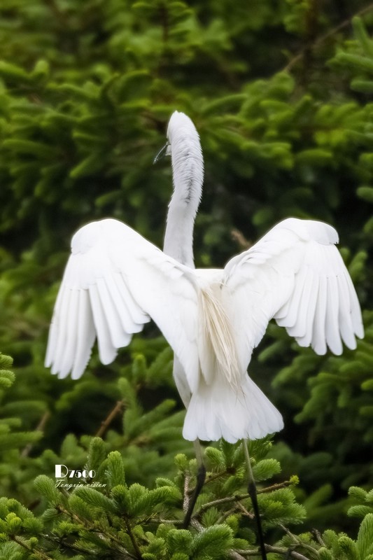 鹜岛里的白鹭（70）