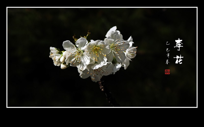 洁白如玉的李花