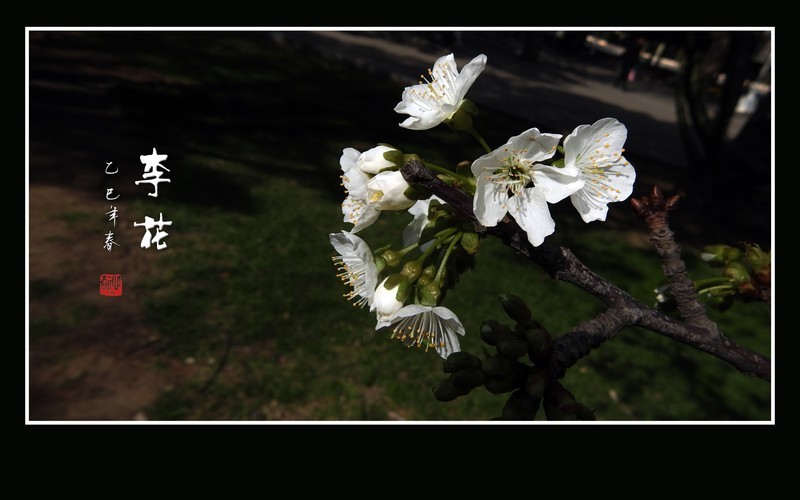 洁白如玉的李花