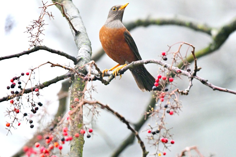 都江堰灵岩寺的灰头鸫