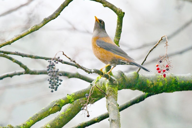都江堰灵岩寺的灰头鸫