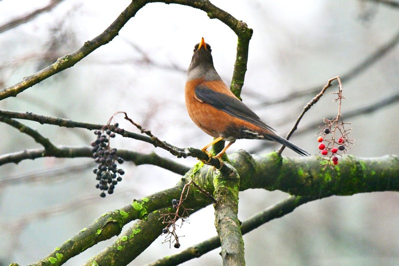 都江堰灵岩寺的灰头鸫
