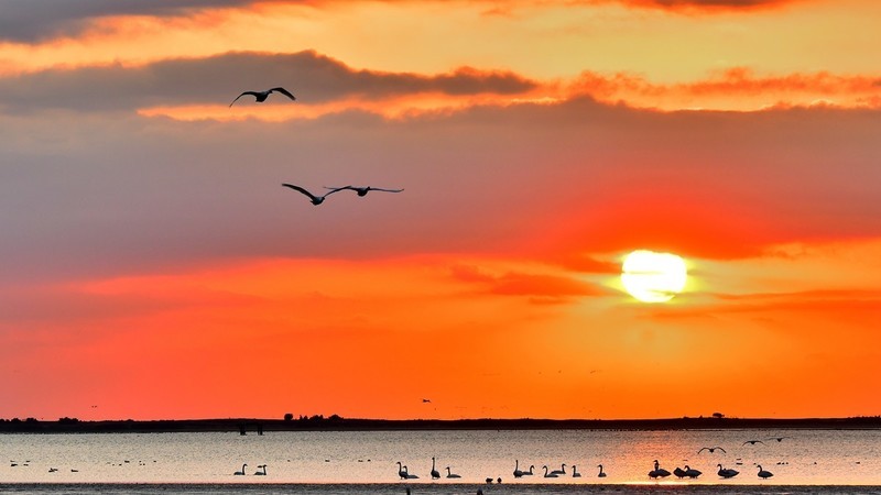 【视觉光影】美 丽 的 大 天 鹅 （17）