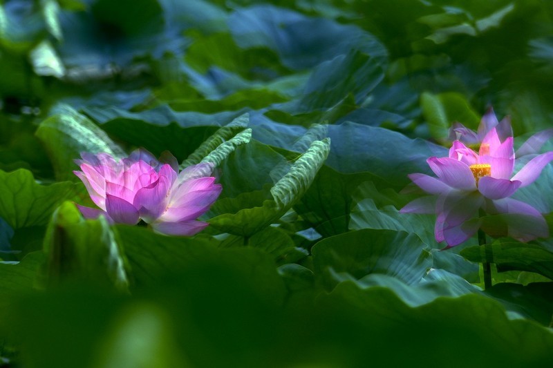 2026荷花