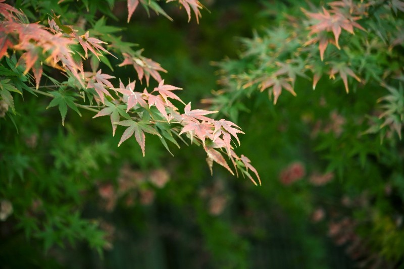 渝乐小镇（二）