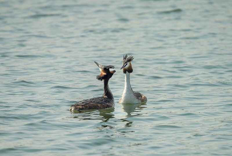 凤头鸊鷉撞胸（10）