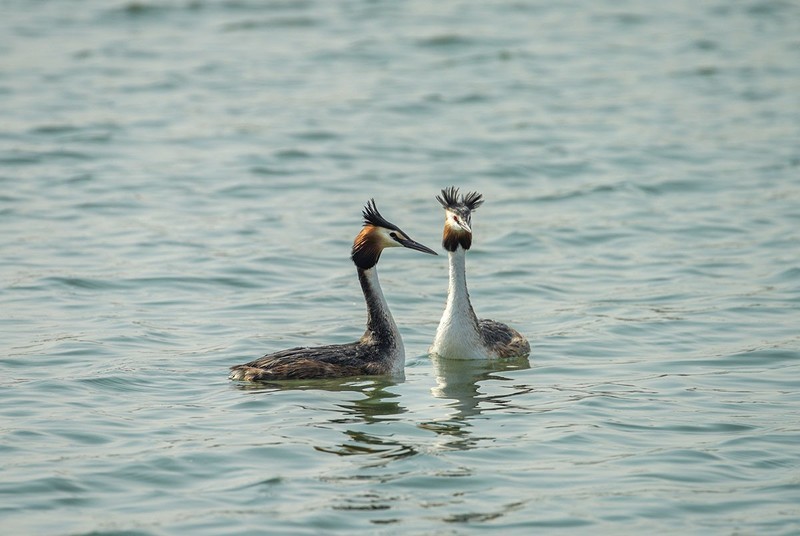 凤头鸊鷉撞胸（10）