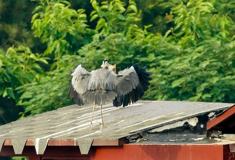 苍鹭吃鱼（1）