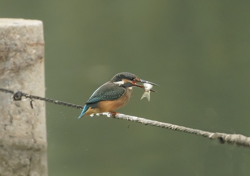 翠鸟叼鱼（6）
