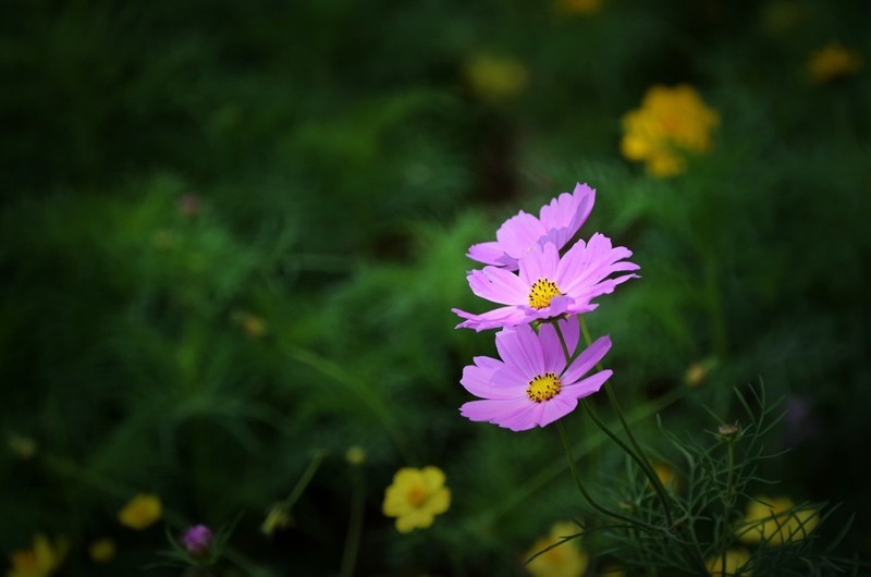 电脑库存里的一组花卉作品