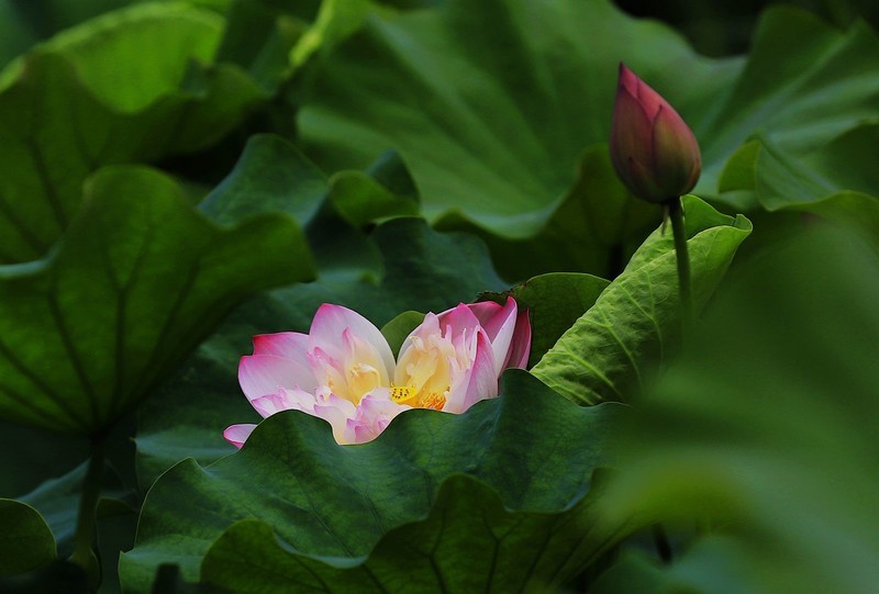 荷花 (31)