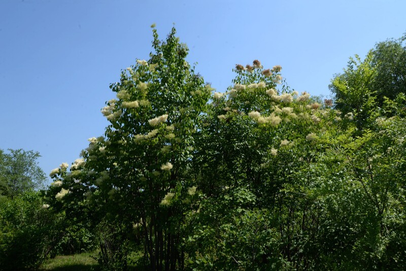 同心公园之夏（6）