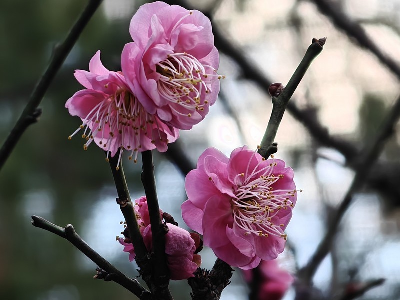 拍摄花卉一（856）