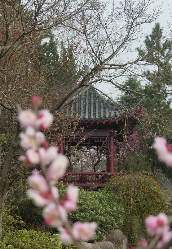 武汉梅花园（六）