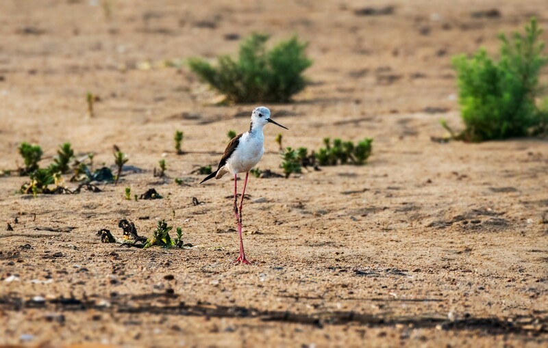 鸟中仙子---黑翅长脚鹬（三十九）