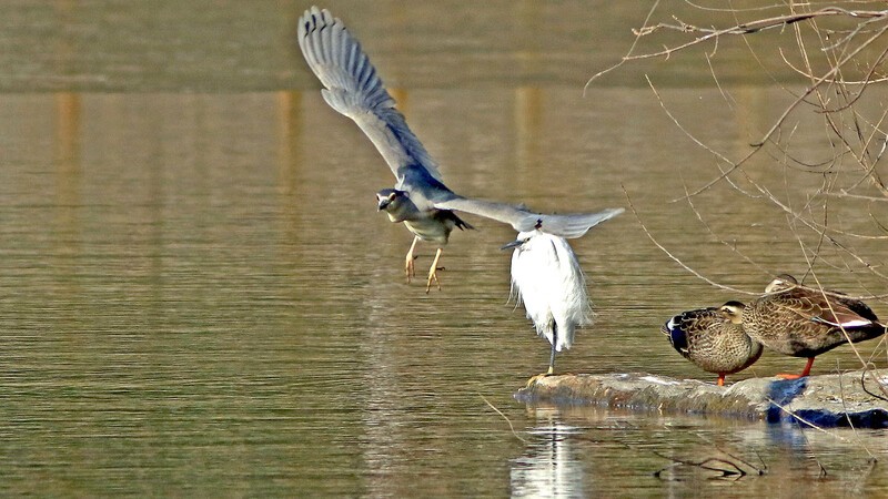 银河公园-冬日夜鹭