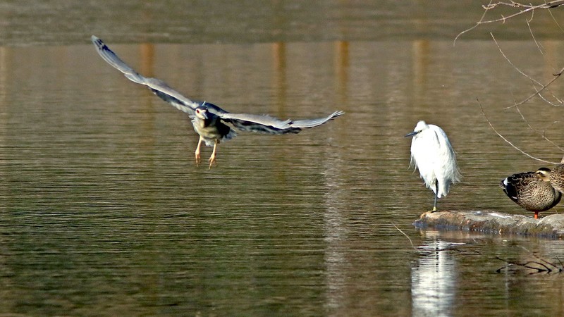 银河公园-冬日夜鹭
