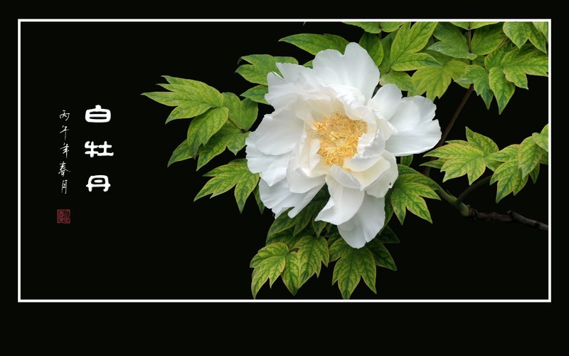 圣洁如雪的白牡丹花