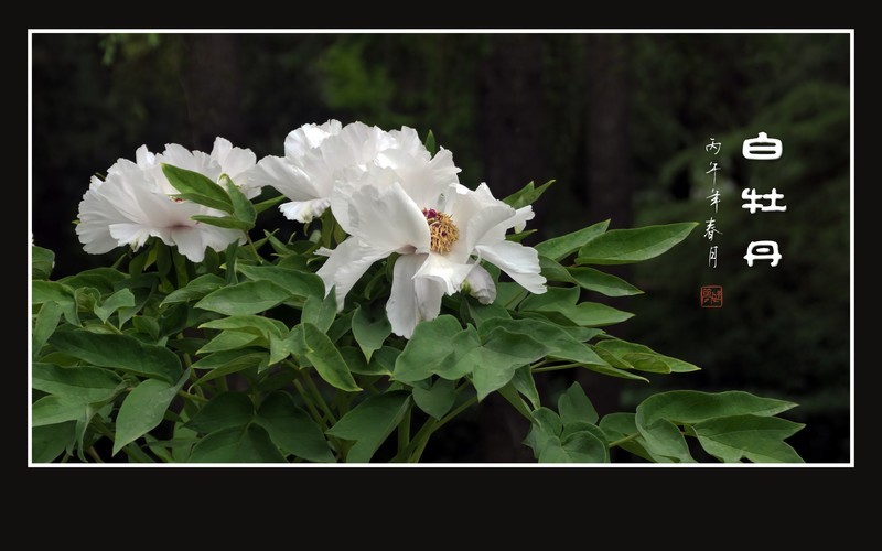 圣洁如雪的白牡丹花