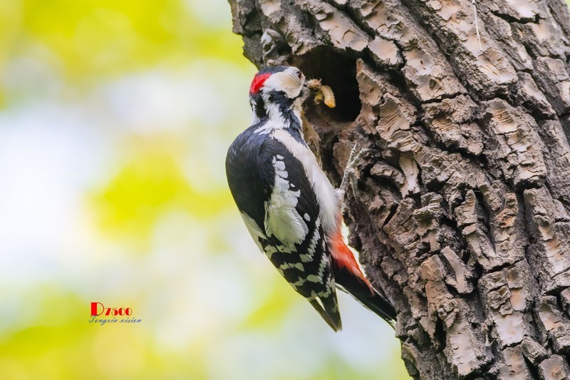 林中啄木鸟（48）