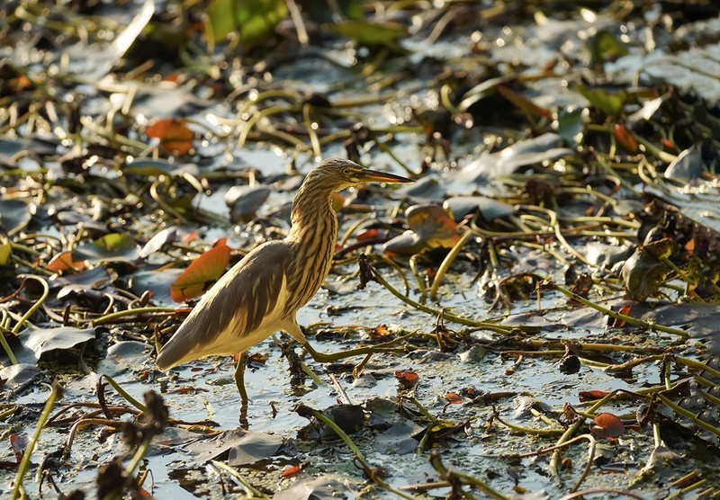 池鹭（1）（逆光片）