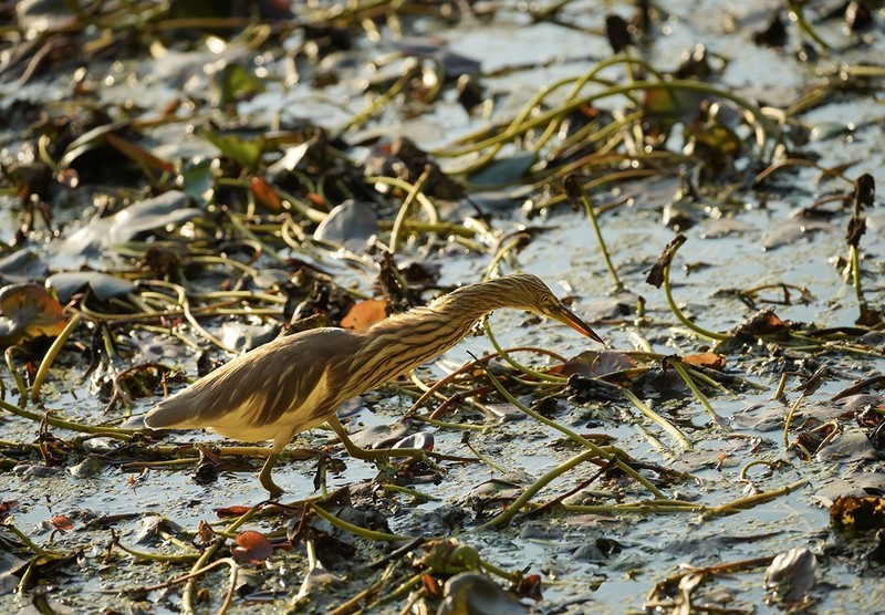 池鹭（1）（逆光片）