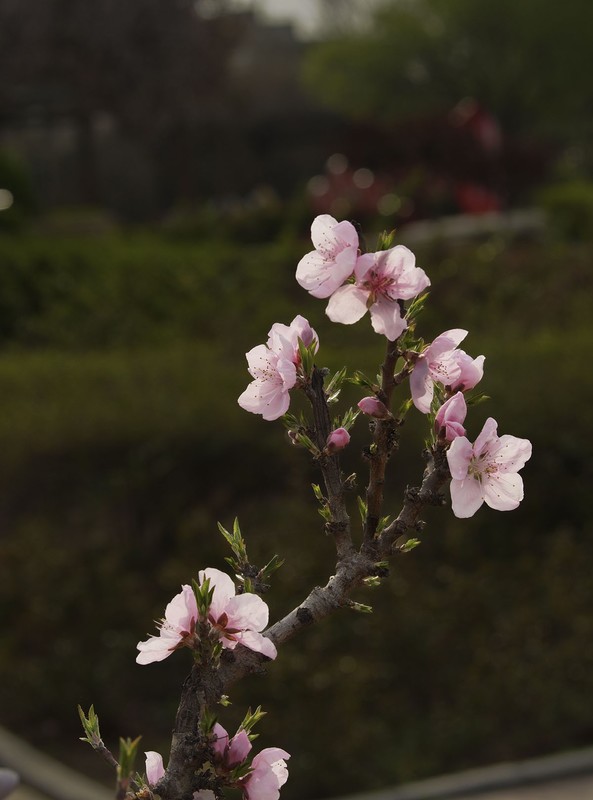 春花灿烂（5）