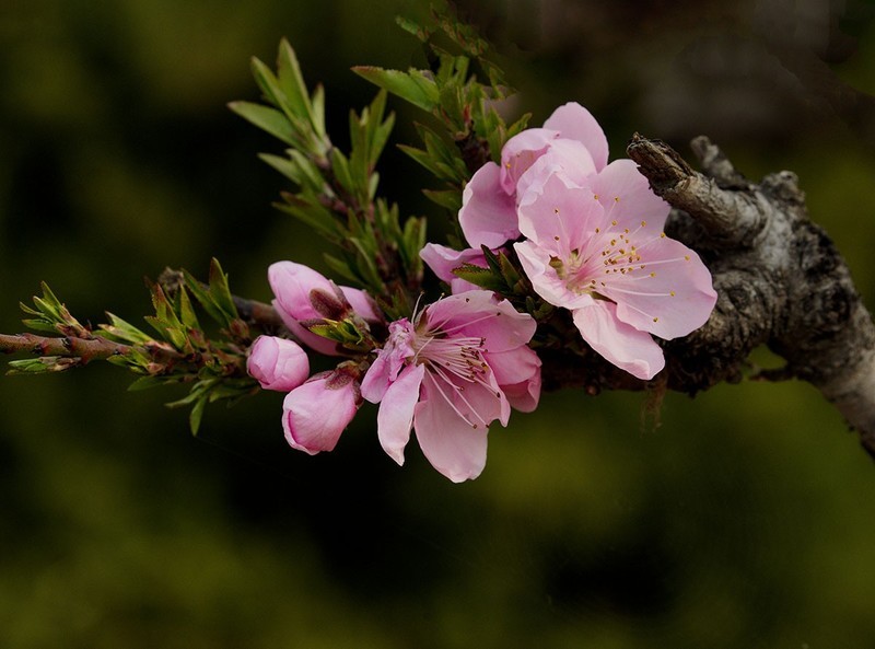 春花灿烂（5）