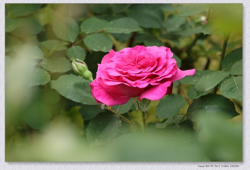 月季花【丙午年-100】