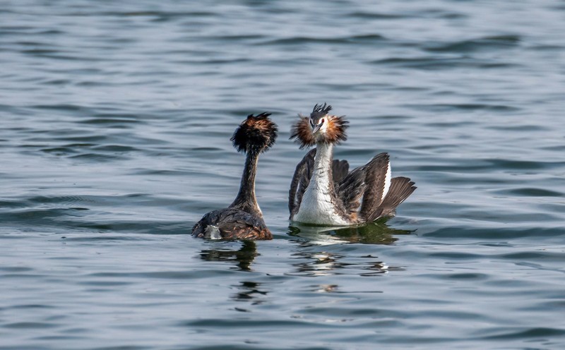 凤头僻鹈（三十九）
