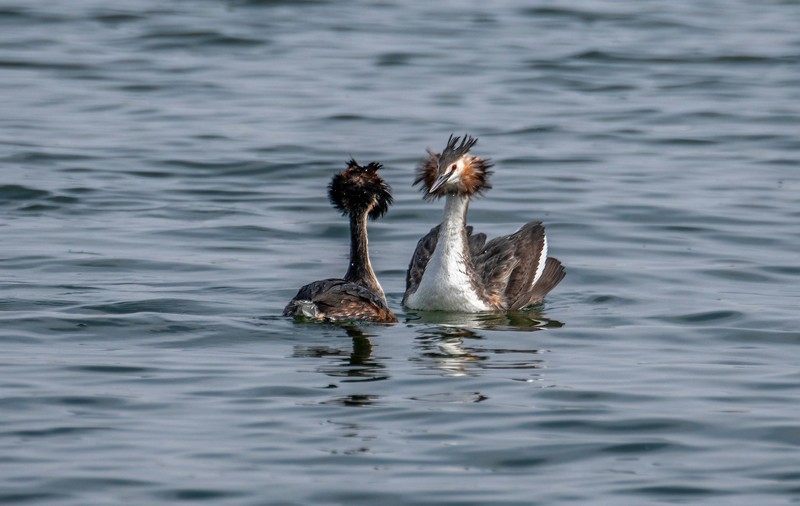 凤头僻鹈（三十九）