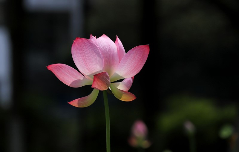 荷花 (32)