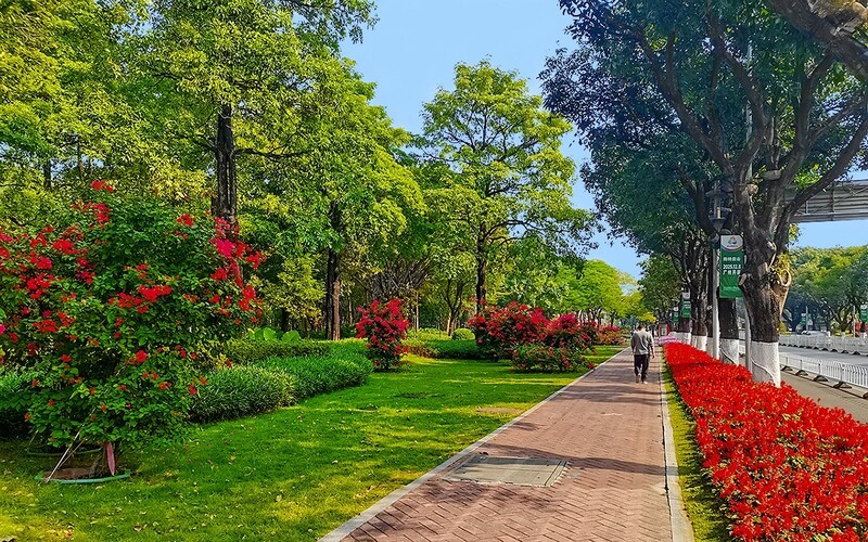 [26025] 二沙岛的路旁