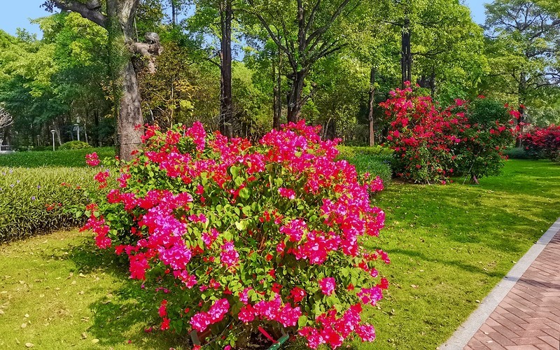 [26025] 二沙岛的路旁