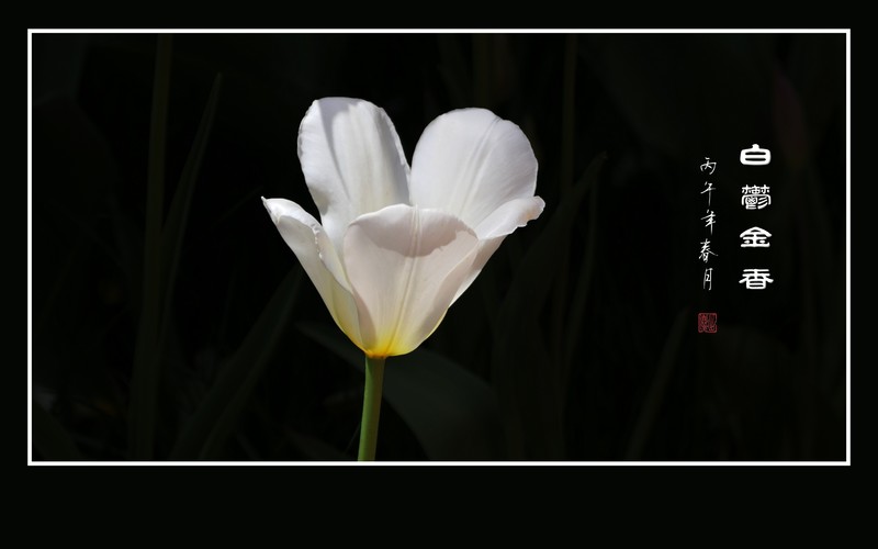 如银似玉的白郁金香