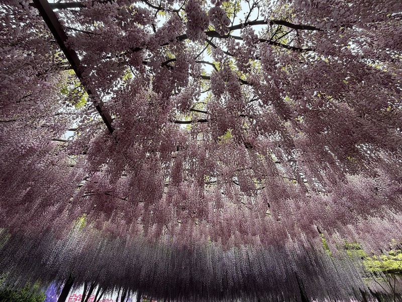 2026年- 玉渊潭西门紫藤花-0283