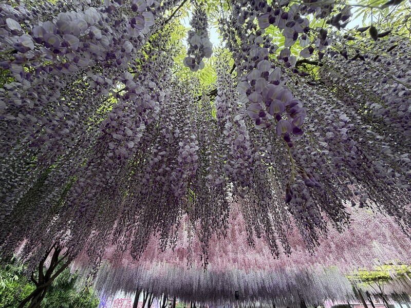 2026年- 玉渊潭西门紫藤花-0283