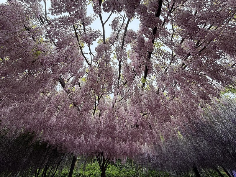 2026年- 玉渊潭西门紫藤花-0283