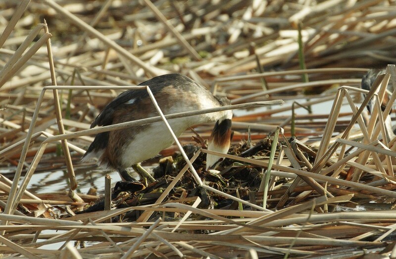 凤头鸊鷉孵卵（4）