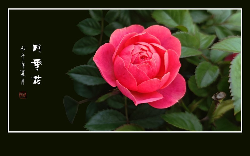 月月盛开月季花