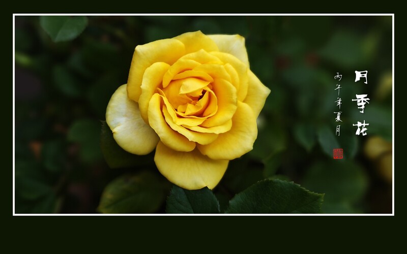 月月盛开月季花
