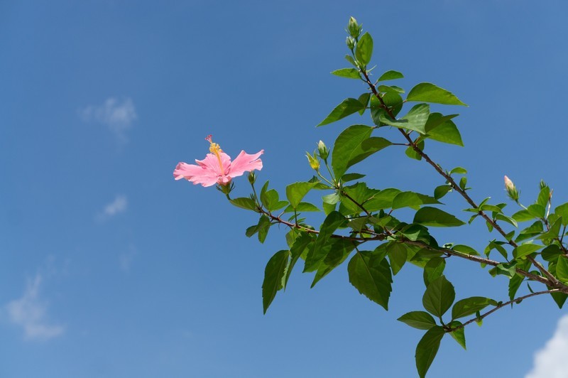 杂拍