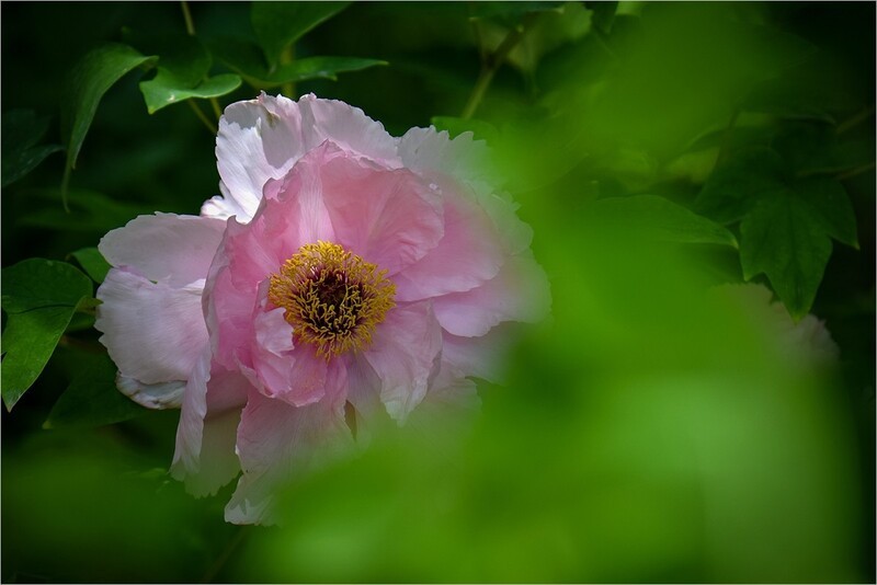 2026年第0286贴 -景山公园牡丹花（0427）