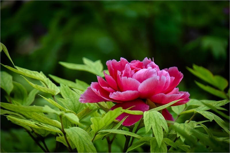 2026年第0286贴 -景山公园牡丹花（0427）