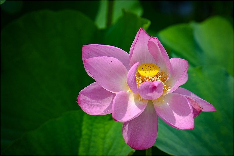 2026年第0500贴 -又是一年荷花拍（0723）