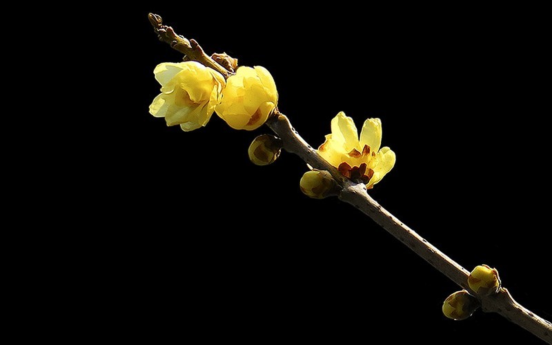 [26026] 十香园的腊梅