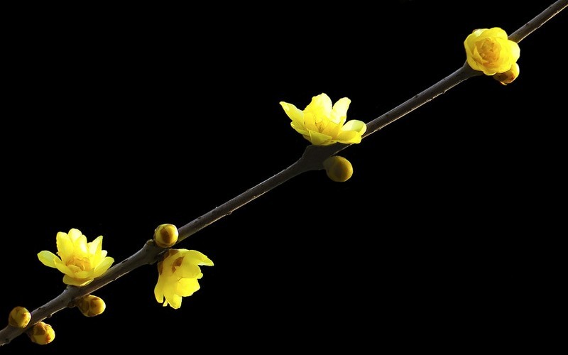 [26026] 十香园的腊梅